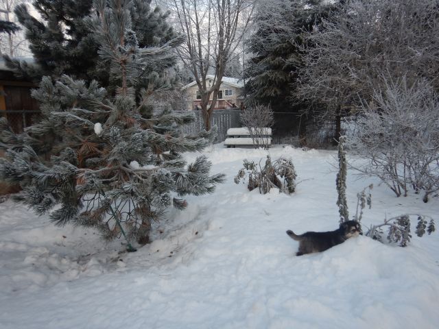 jubilee in the snow