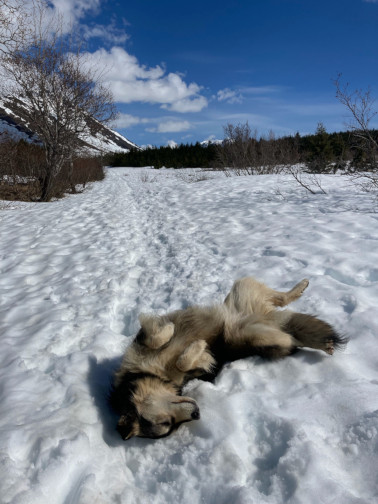 jubilee rolling in the snow