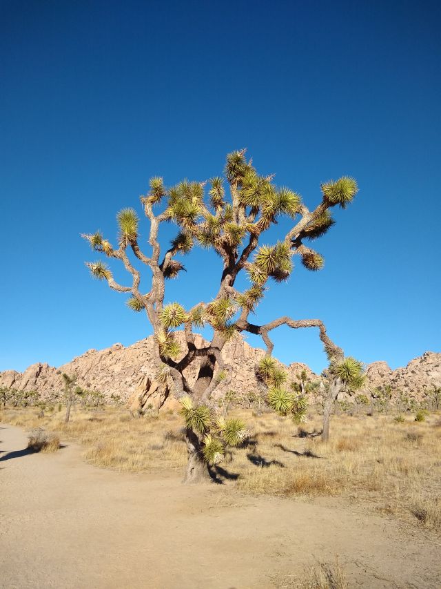 a joshua tree