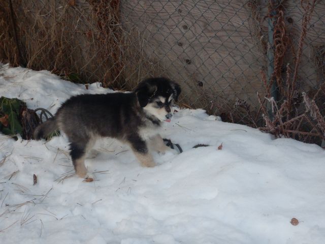 jubilee the dog in the snow