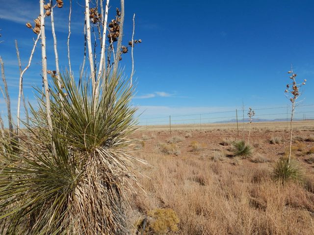 plains and cacti