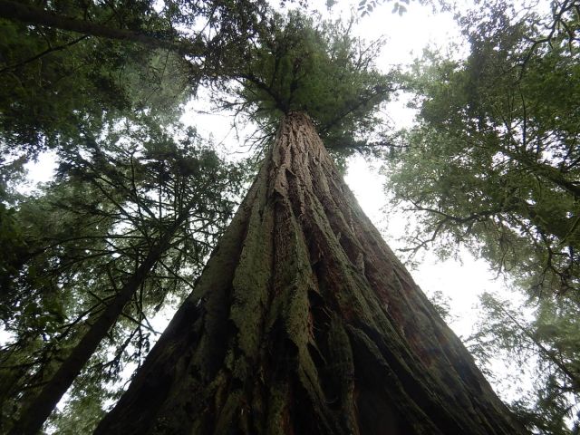 view up a redwood tree