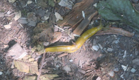 picture of a banana slug