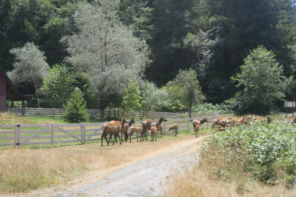 elk crossing the road