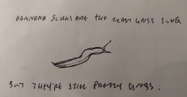 drawing of a banana slug the "least gross slug"