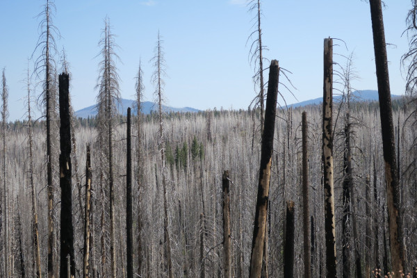 burnt trees