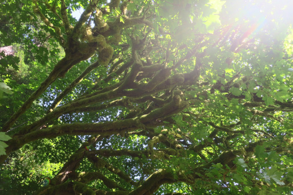 mossy trees in redwood national park