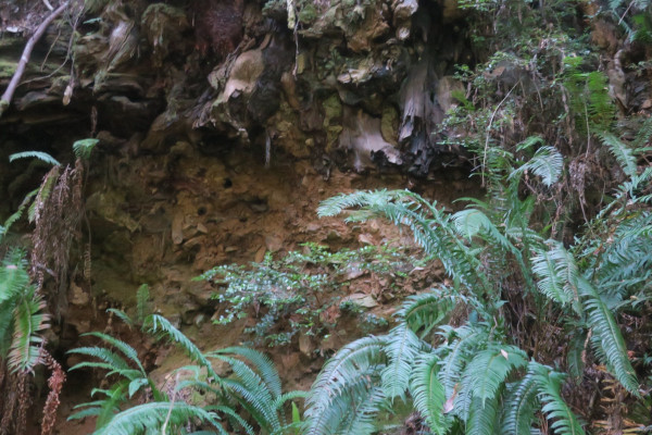 underside of a redwood tree